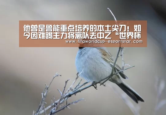 世界杯足球直播